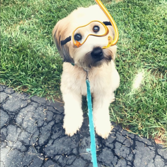 Meet your Posher, Candice - Picture 1 of 1